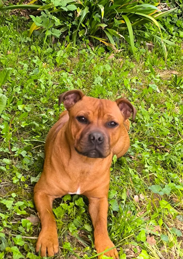 Nouvelles de Vaïka Red