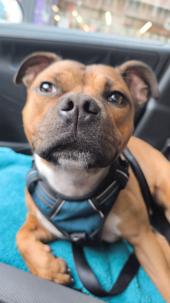 Nouvelles de Volt Little Jackson