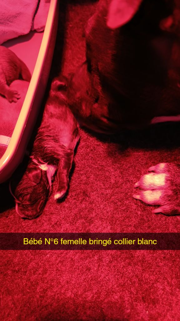 des Plaines de Jfettaa - Chiots disponibles - Staffordshire Bull Terrier