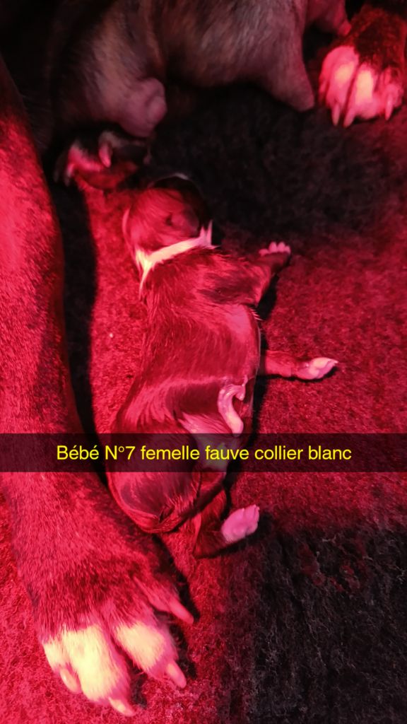 des Plaines de Jfettaa - Chiots disponibles - Staffordshire Bull Terrier