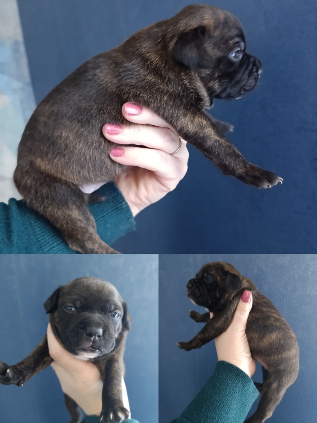 des Plaines de Jfettaa - Chiots disponibles - Staffordshire Bull Terrier