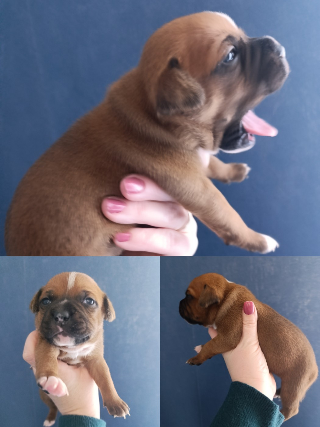 des Plaines de Jfettaa - Chiots disponibles - Staffordshire Bull Terrier