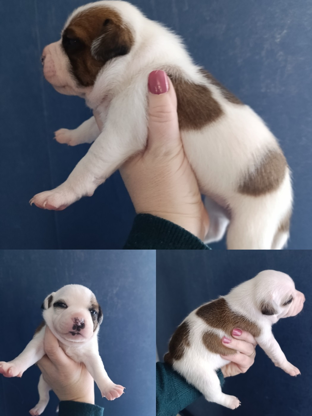 des Plaines de Jfettaa - Chiots disponibles - Staffordshire Bull Terrier