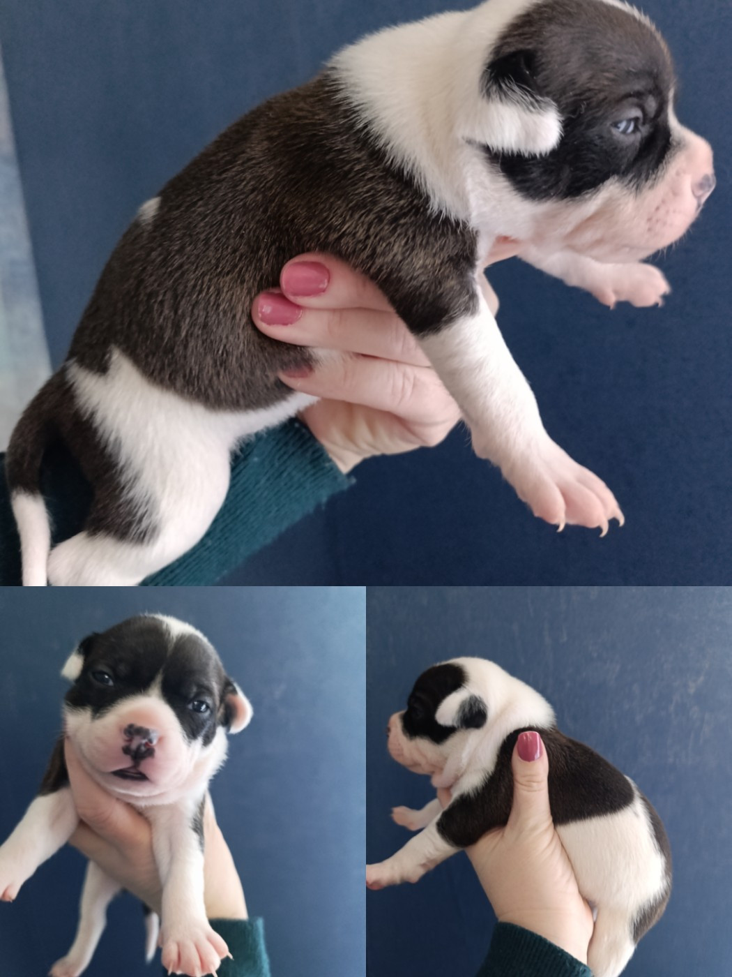 des Plaines de Jfettaa - Chiots disponibles - Staffordshire Bull Terrier