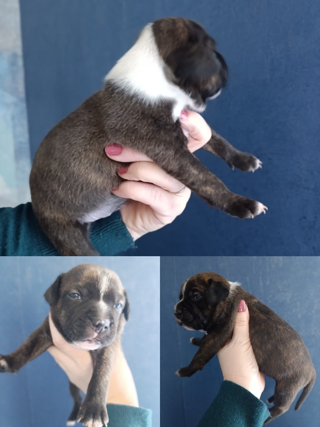 des Plaines de Jfettaa - Chiots disponibles - Staffordshire Bull Terrier