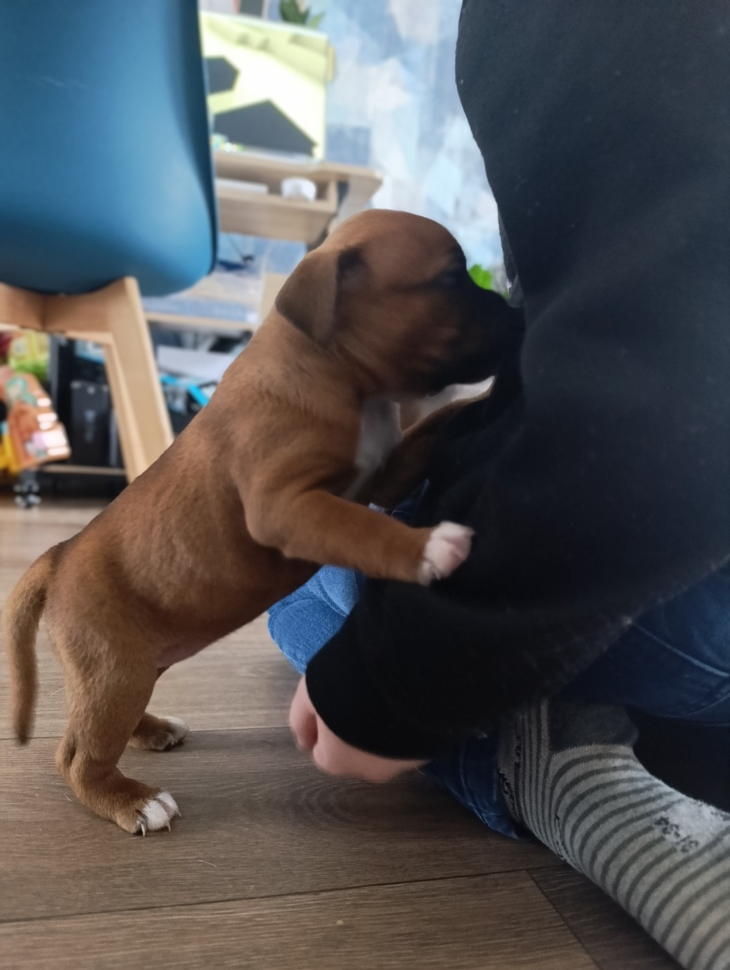 des Plaines de Jfettaa - Chiots disponibles - Staffordshire Bull Terrier