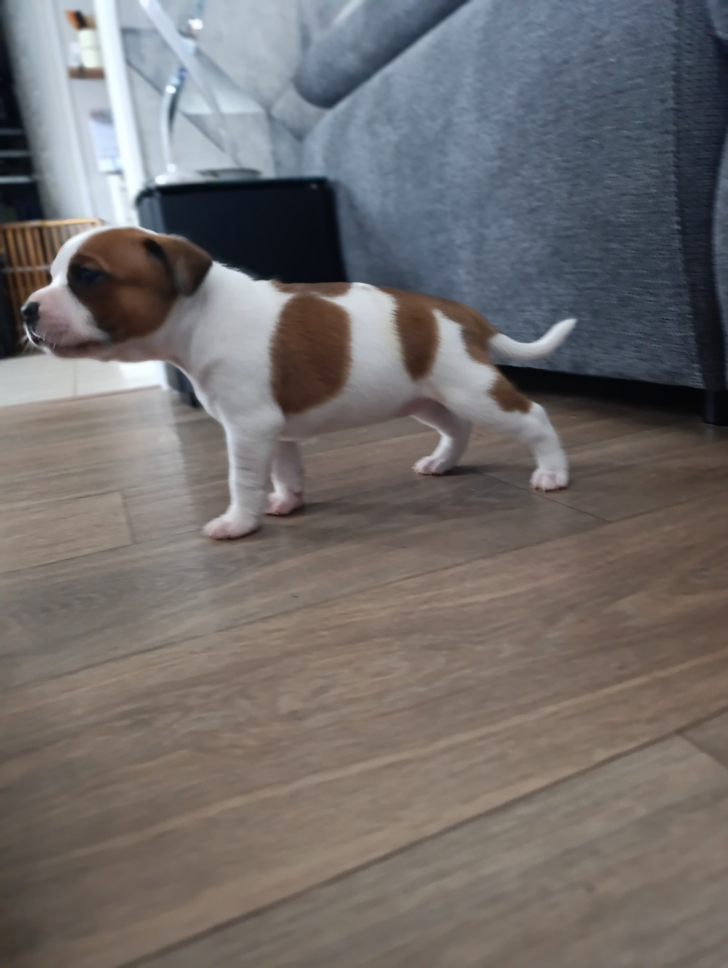 des Plaines de Jfettaa - Chiots disponibles - Staffordshire Bull Terrier