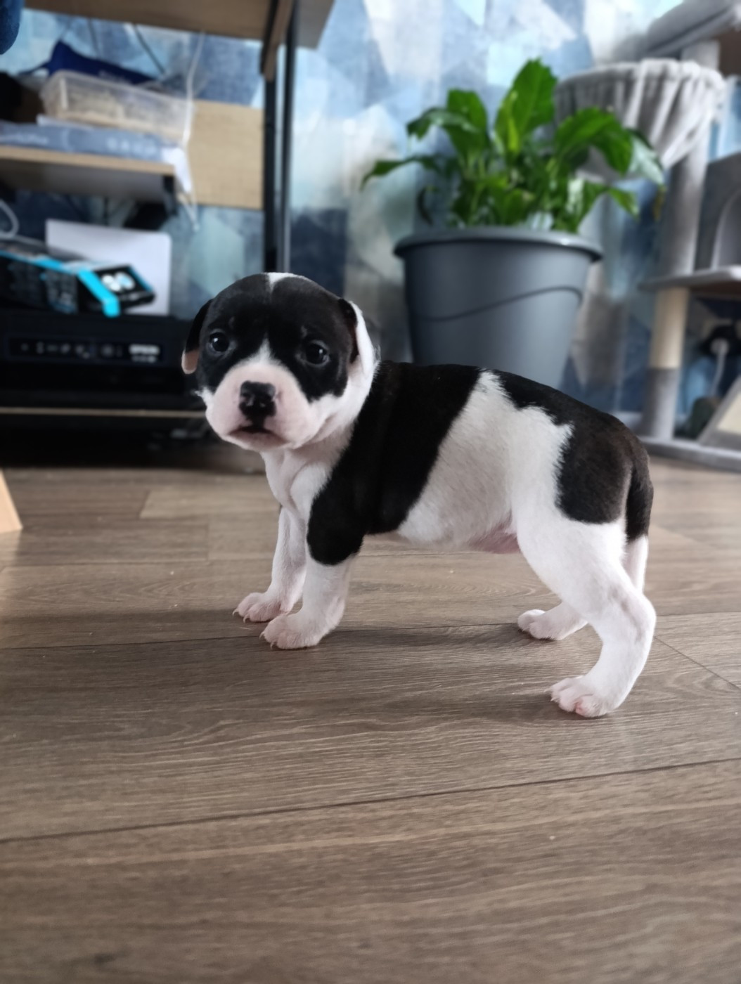 des Plaines de Jfettaa - Chiots disponibles - Staffordshire Bull Terrier