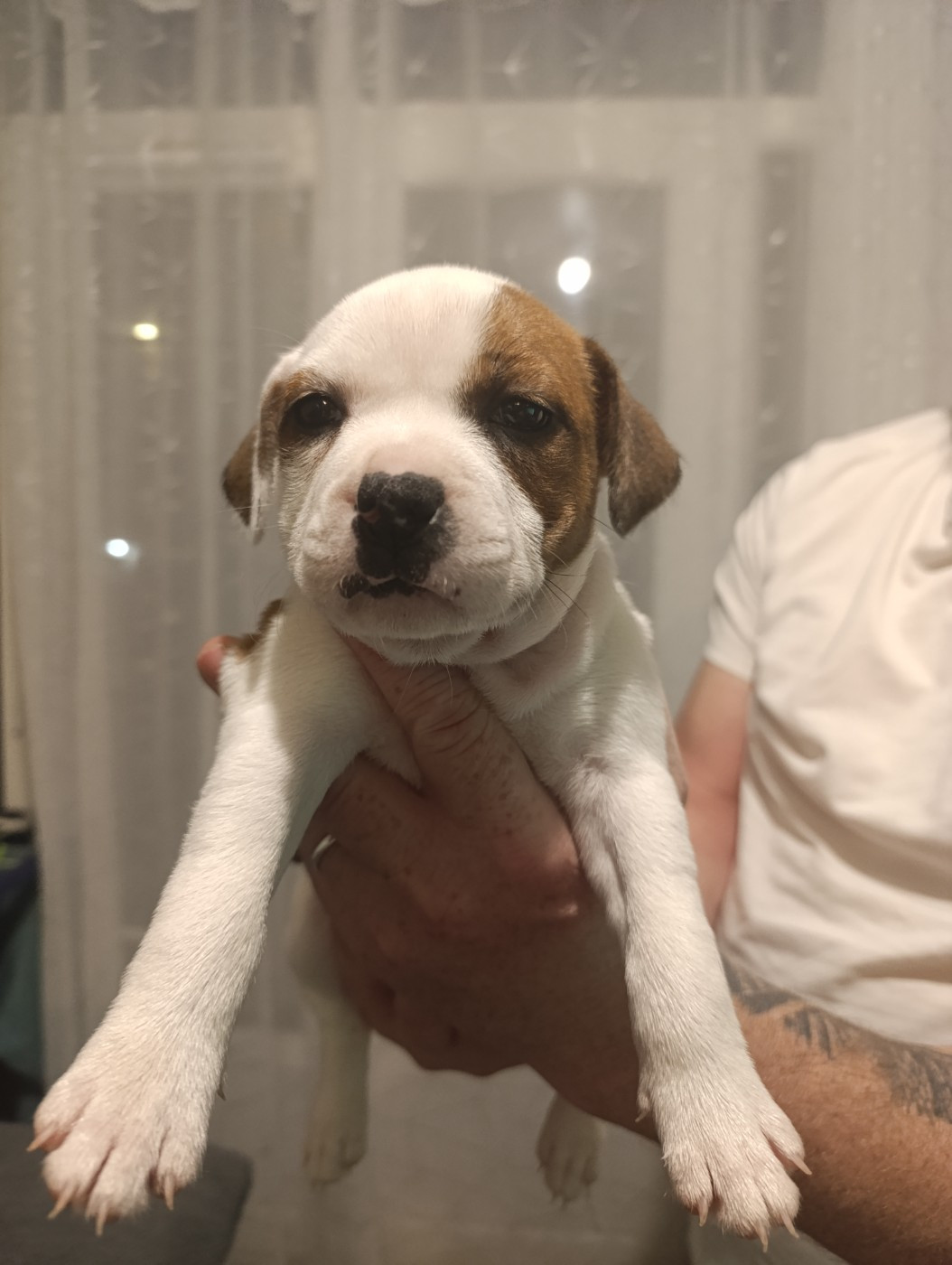 des Plaines de Jfettaa - Chiots disponibles - Staffordshire Bull Terrier