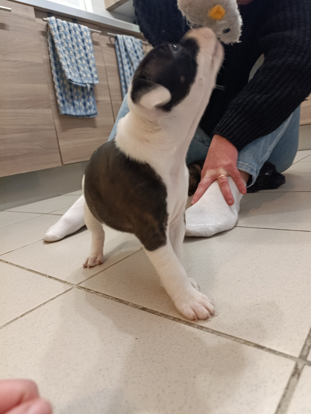 des Plaines de Jfettaa - Chiots disponibles - Staffordshire Bull Terrier