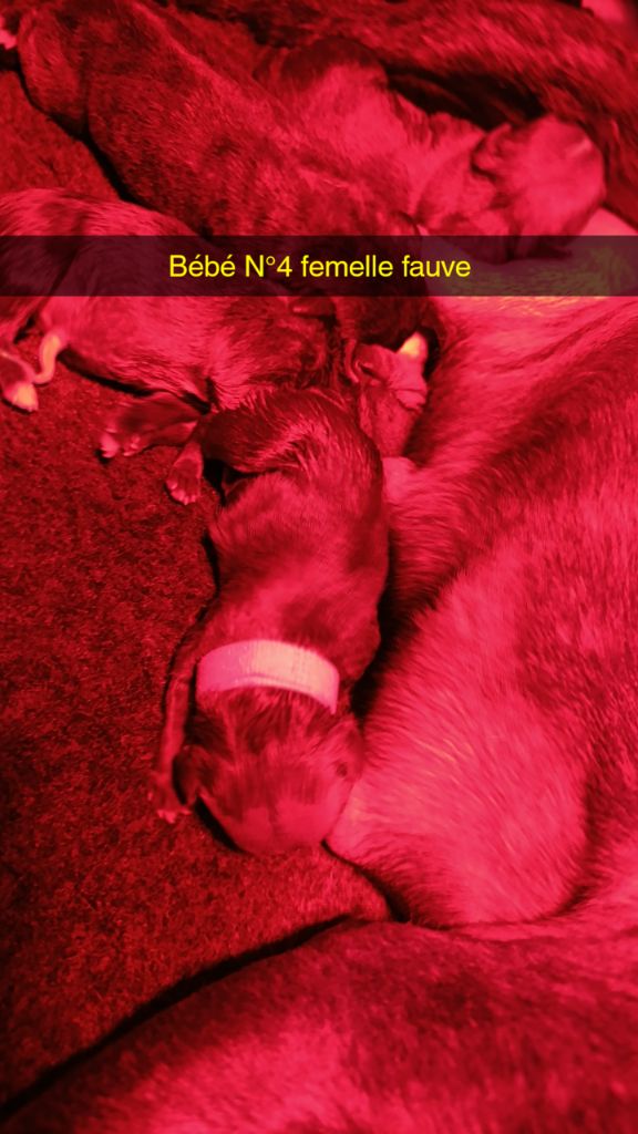 des Plaines de Jfettaa - Chiots disponibles - Staffordshire Bull Terrier