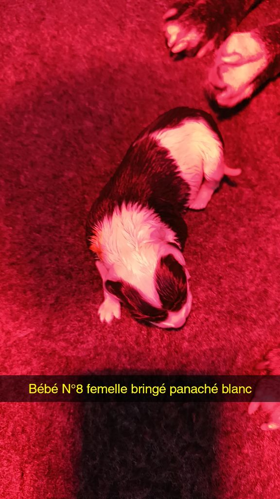 des Plaines de Jfettaa - Chiots disponibles - Staffordshire Bull Terrier