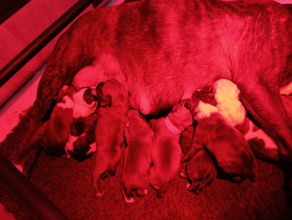 Chiot Staffordshire Bull Terrier des Plaines de Jfettaa