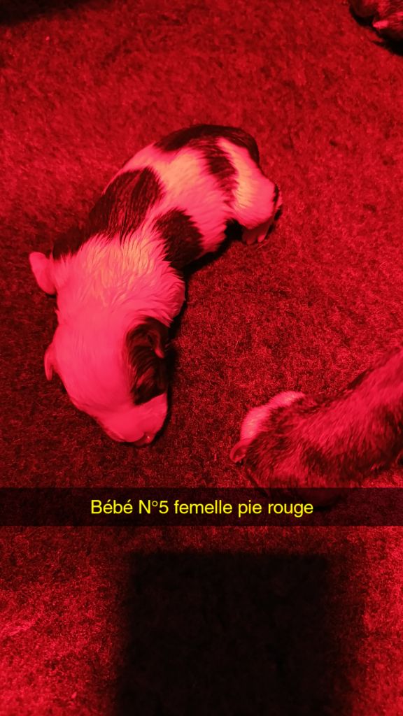 des Plaines de Jfettaa - Chiots disponibles - Staffordshire Bull Terrier